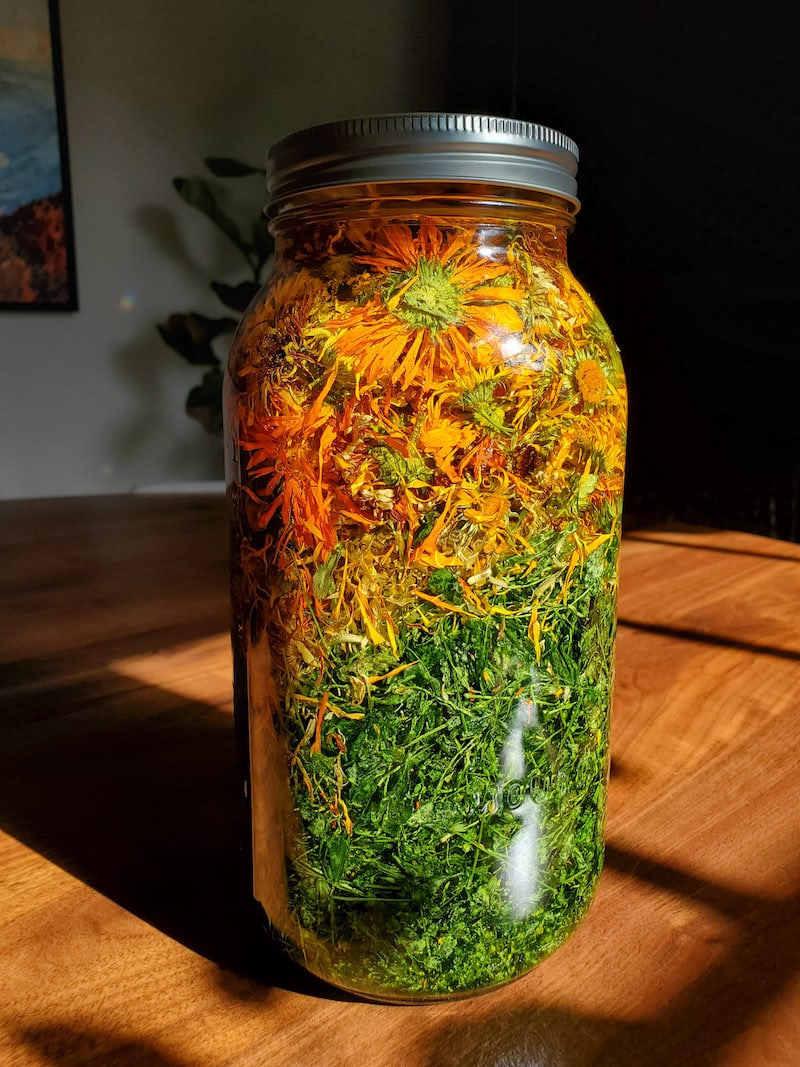 A half gallon mason jar is filled with half with calendula flowers and half chickweed that is infusing in oil. The infused oil will then be used to make chickweed salve. 