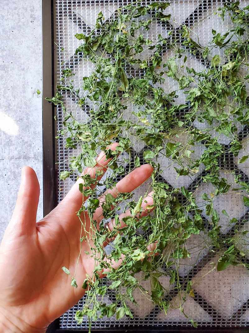 A dehydrator tray full of dried chickweed. A hand is holding up part of the dried plant material for better inspection. 