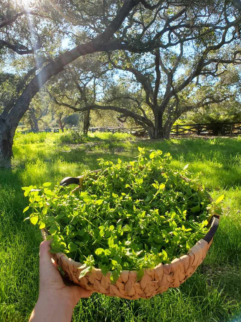 A wicker basket full of freshly harvest chickweed. It is held aloft in front of a grass meadow underneath large oak trees. 