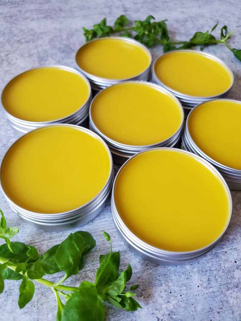 A honeycomb shaped array of round metal tins of chickweed salve. The salve is a vibrant, yolk colored yellow, fresh chickweed twigs garnish the area around the salves. 