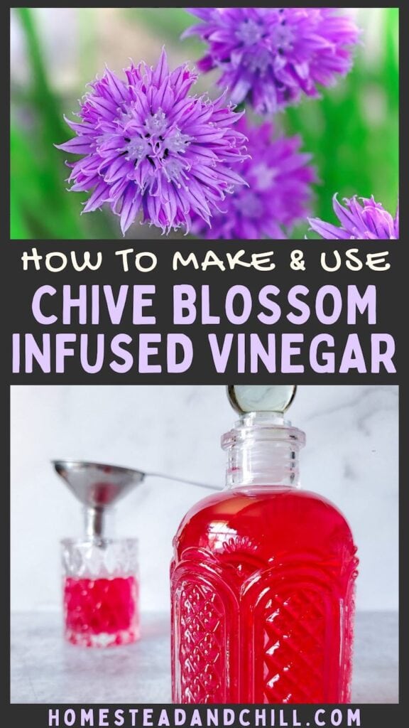 How to Make Chive Blossom Vinegar + 8 Ways to Use it
