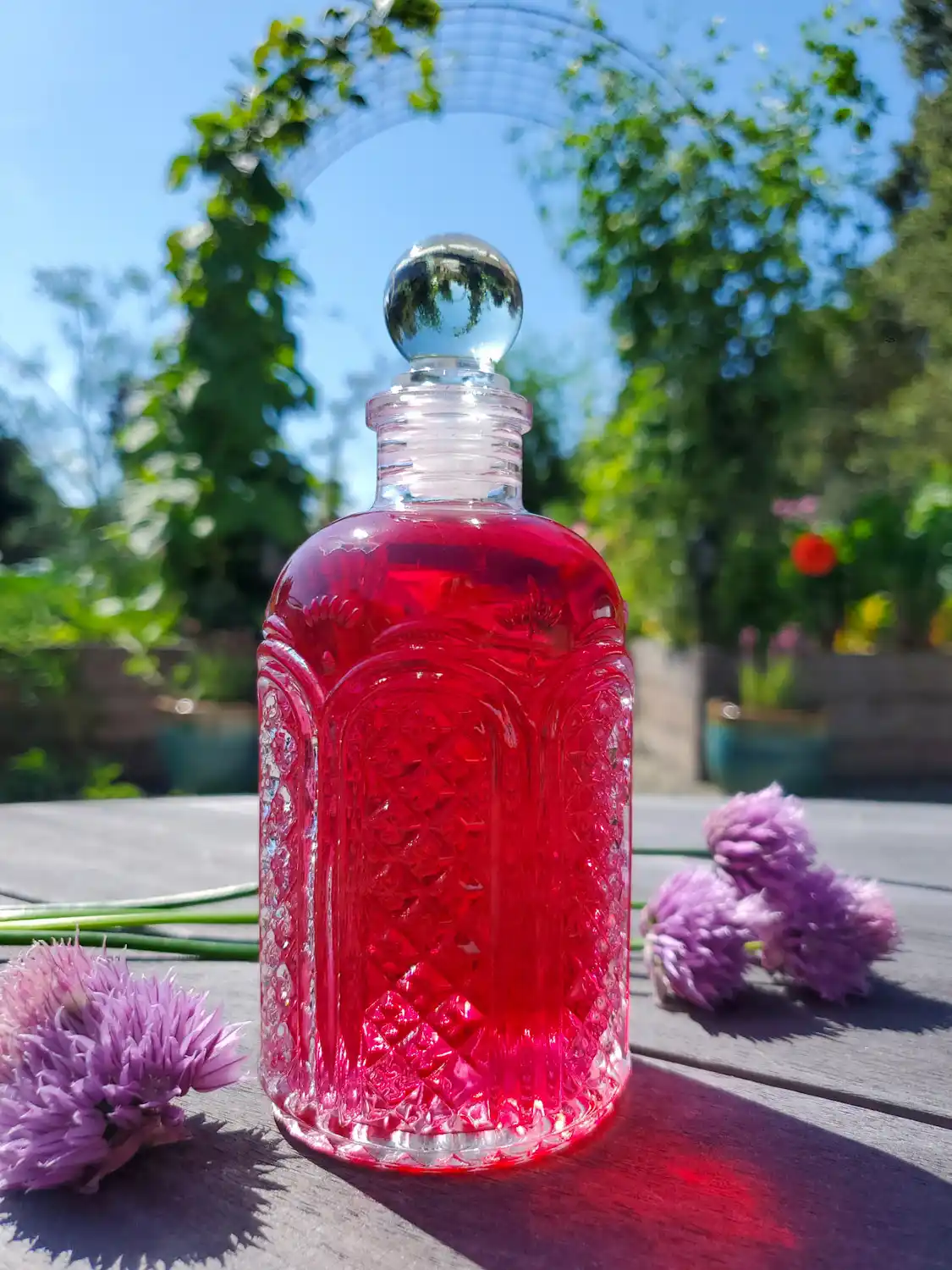 A glass bottle with a glass stopper for the top is full of brilliantly pink to light red chive blossom vinegar. A couple chive greens with blossoms are arrayed next to the jar while an arch full of pole beans and snap peas connecting two raised garden beds is in the background. 