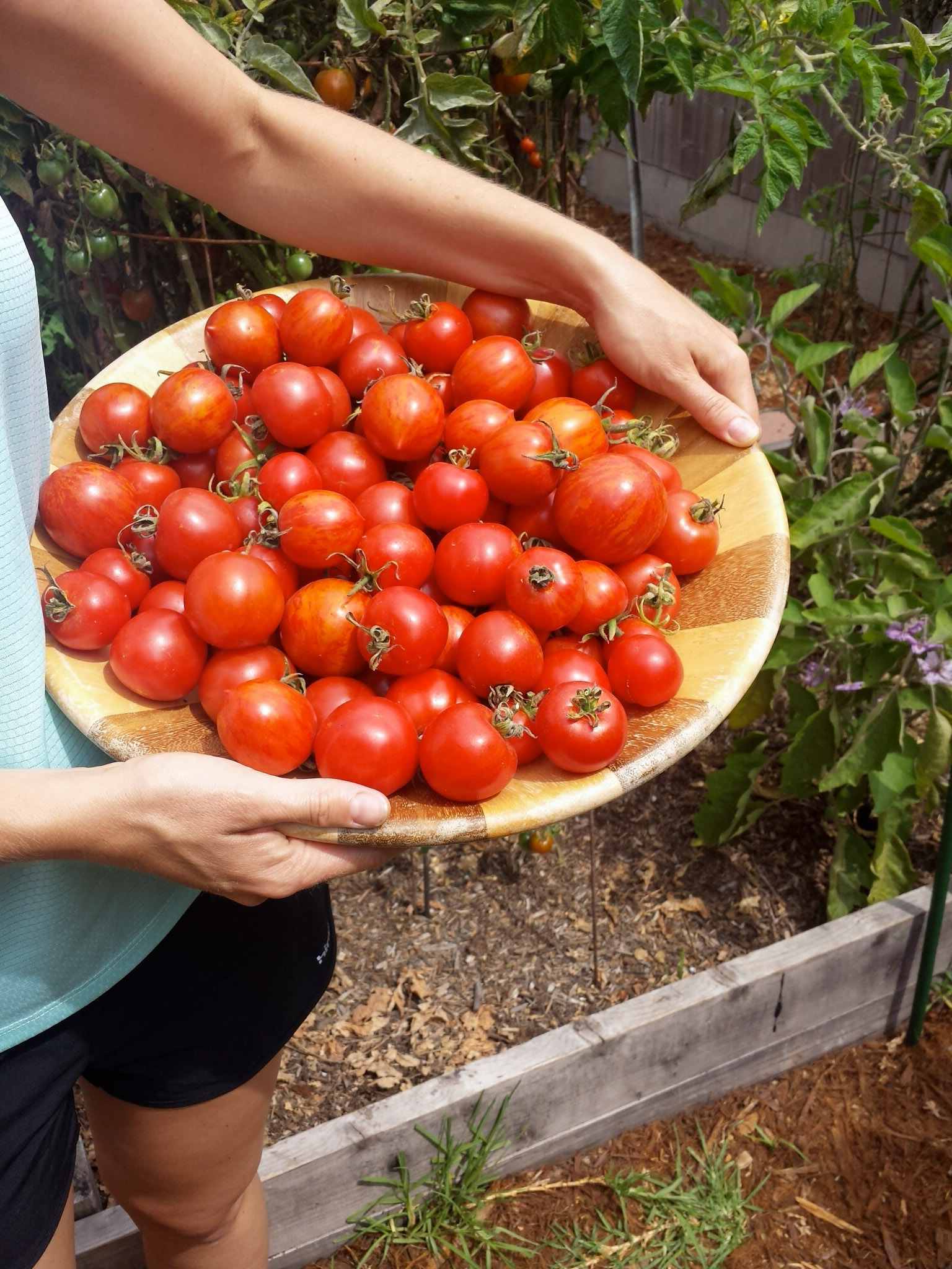 DeannaCat is holding a large wooden bowl supported by her hip as one would while holding a child. The bowl is full of red tinged tomatoes of small to medium size.