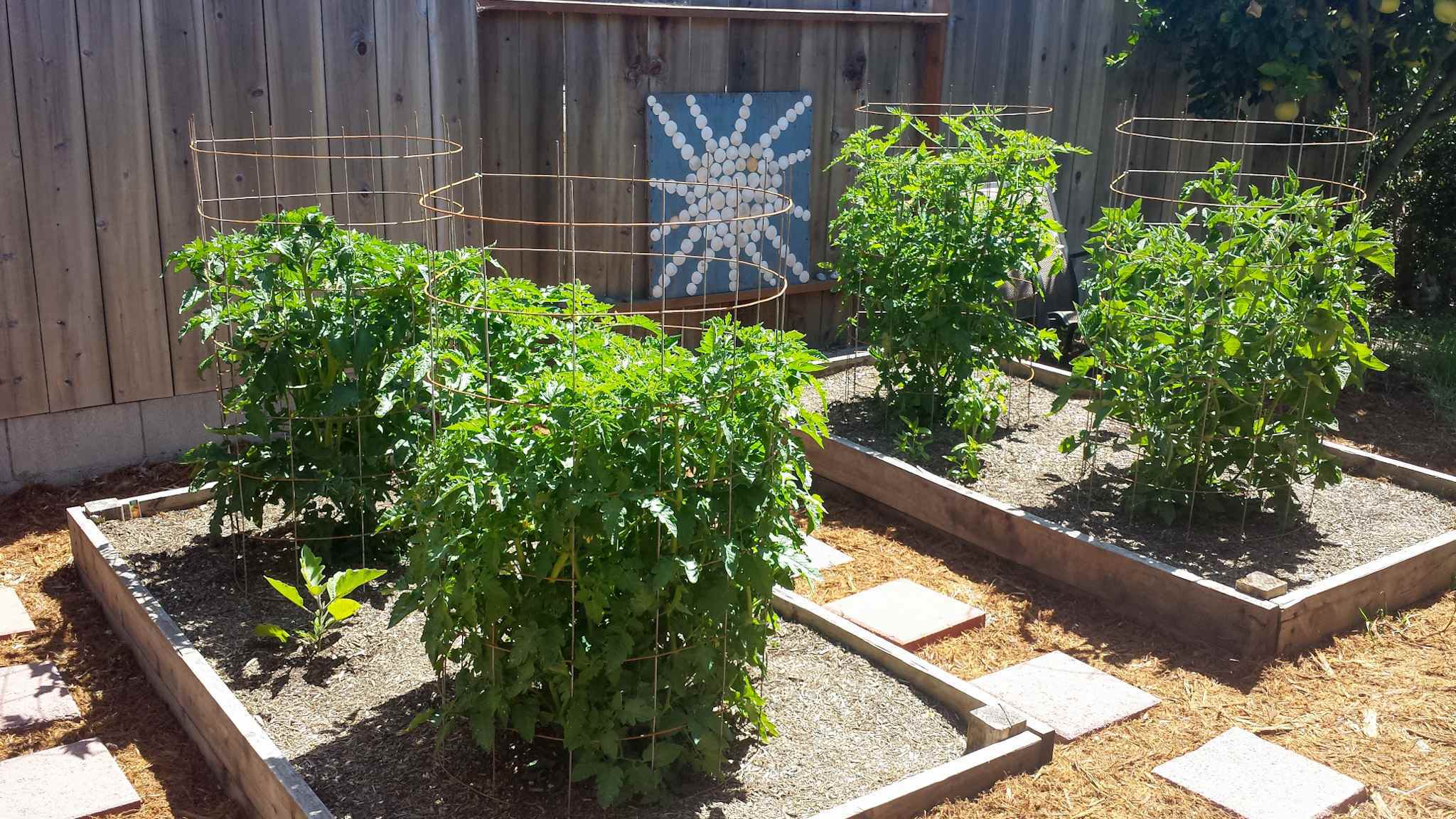 Four tomato plants growing in two raised garden beds is shown. They are all being supported by tomato cages and each one is between two and three feet tall as they are not fully mature yet.