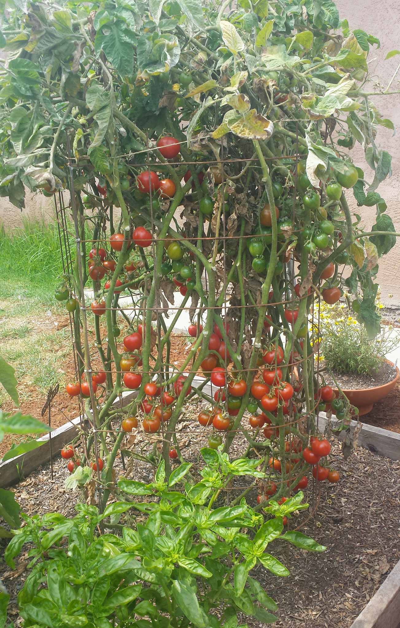 A tomato plant growing in a raised garden bed inside of a tomato cage is shown. The plant is heavily ladened with fruit as red and green tomatoes are visible from the bottom of the plant to the top. A bunch of basil plants are growing nearing the foreground.