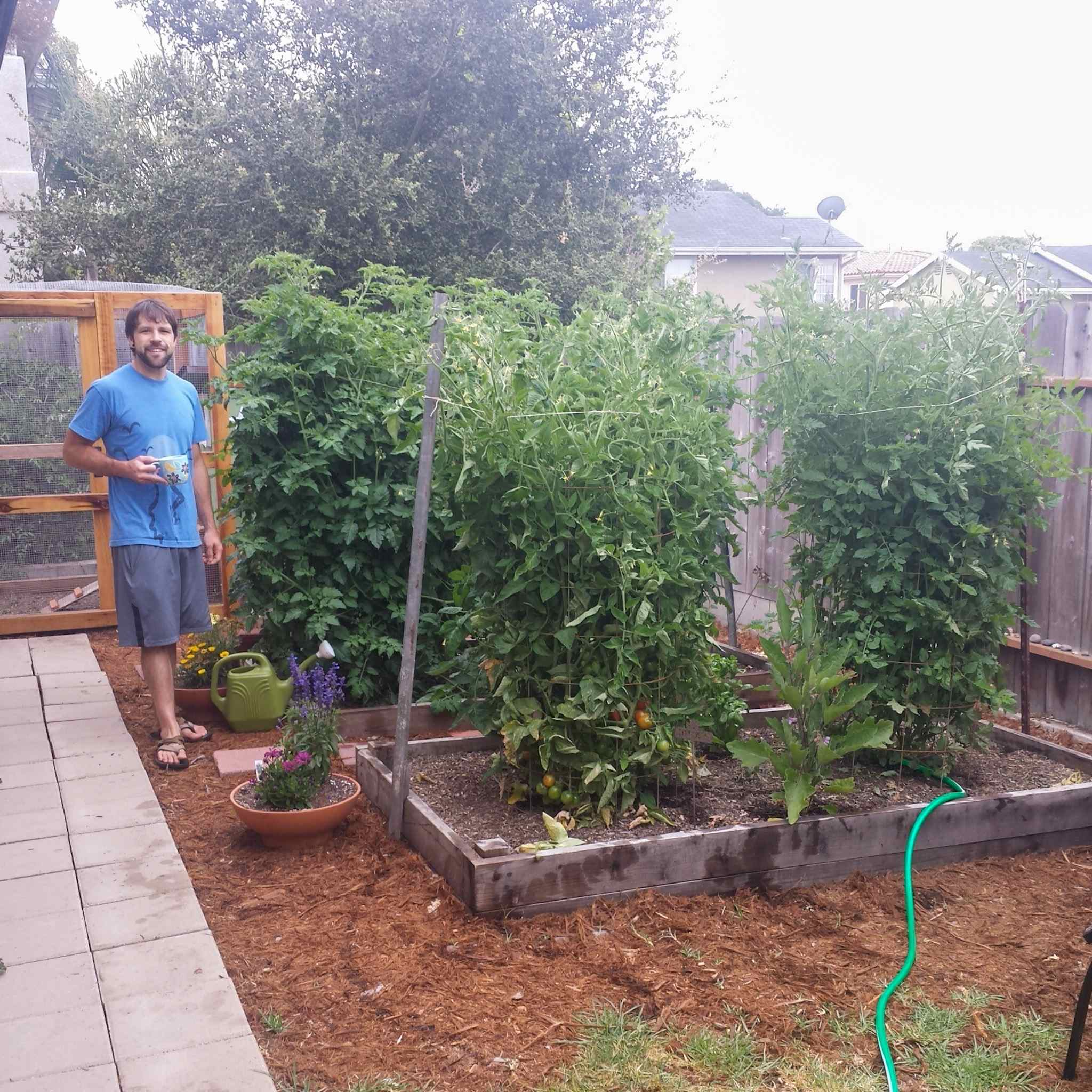 Aaron is standing amongst four mature tomato plants that are as tall as him. Some of the tomato plants are baring visibly ripe fruit while the others won't be far behind.