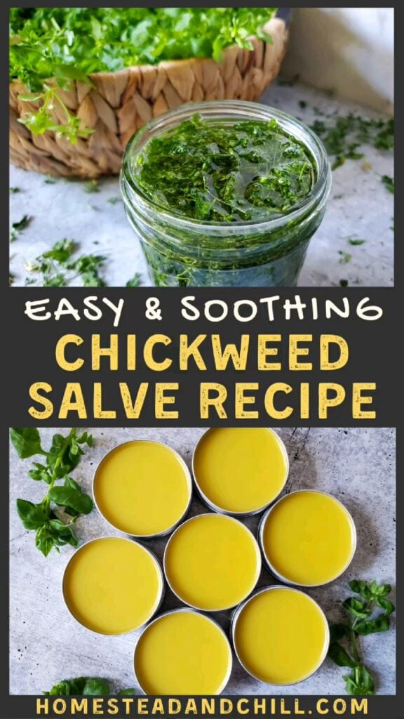 How to Make Soothing Chickweed Salve Recipe and Infused Oil 