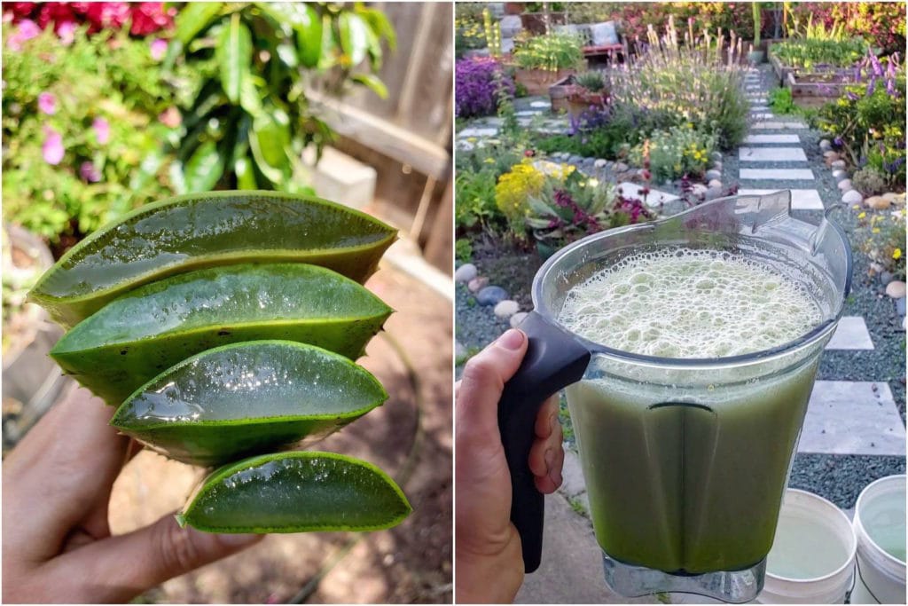 A two way image collage, the first shows a hand holding four freshly cut aloe leaves stacked on top of each other. The cut end is displayed showing the inside gel of the leaves. The second image shows a blender filled with green frothy aloe vera  after it has been blended with water. This will then get poured into 5 gallon buckets of water creating an aloe vera soil drench for the newly planted tree. 