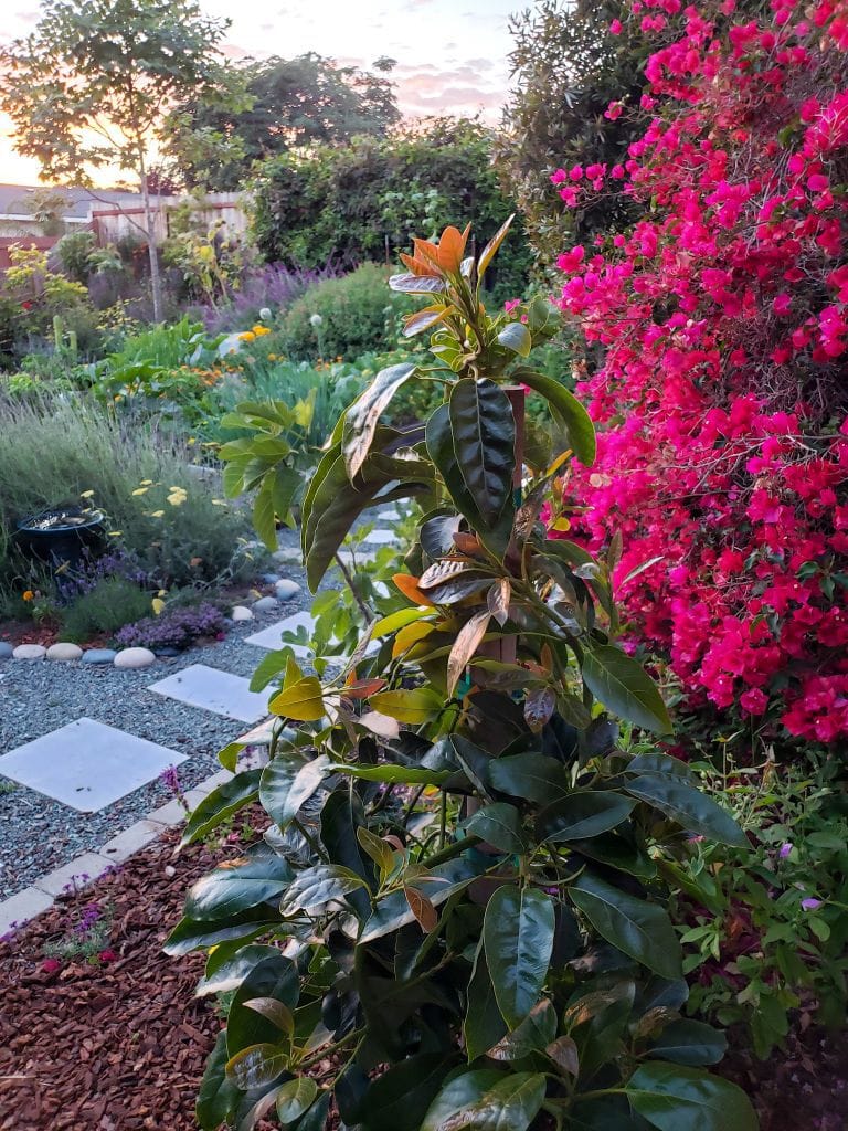 A newly planted Fuerte Avocado is front and center amongst a background of pink bougainvillea, lavender, yellow yarrow, green vines, and various small trees with a setting sun on the horizon casting an orange glow.