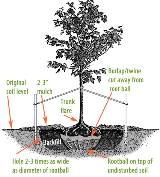 A diagram of a new tree sitting in its newly dug hole. It shows the tree being staked with two stakes on opposite sides of the tree, pulling it each direction which keeps it steady and upright. It also plant the tree in a hole two to three times larger than the rootball, also that the root ball is sitting just above the ground level, backfill native soil to cover rootball, and to use two to three inches of mulch.