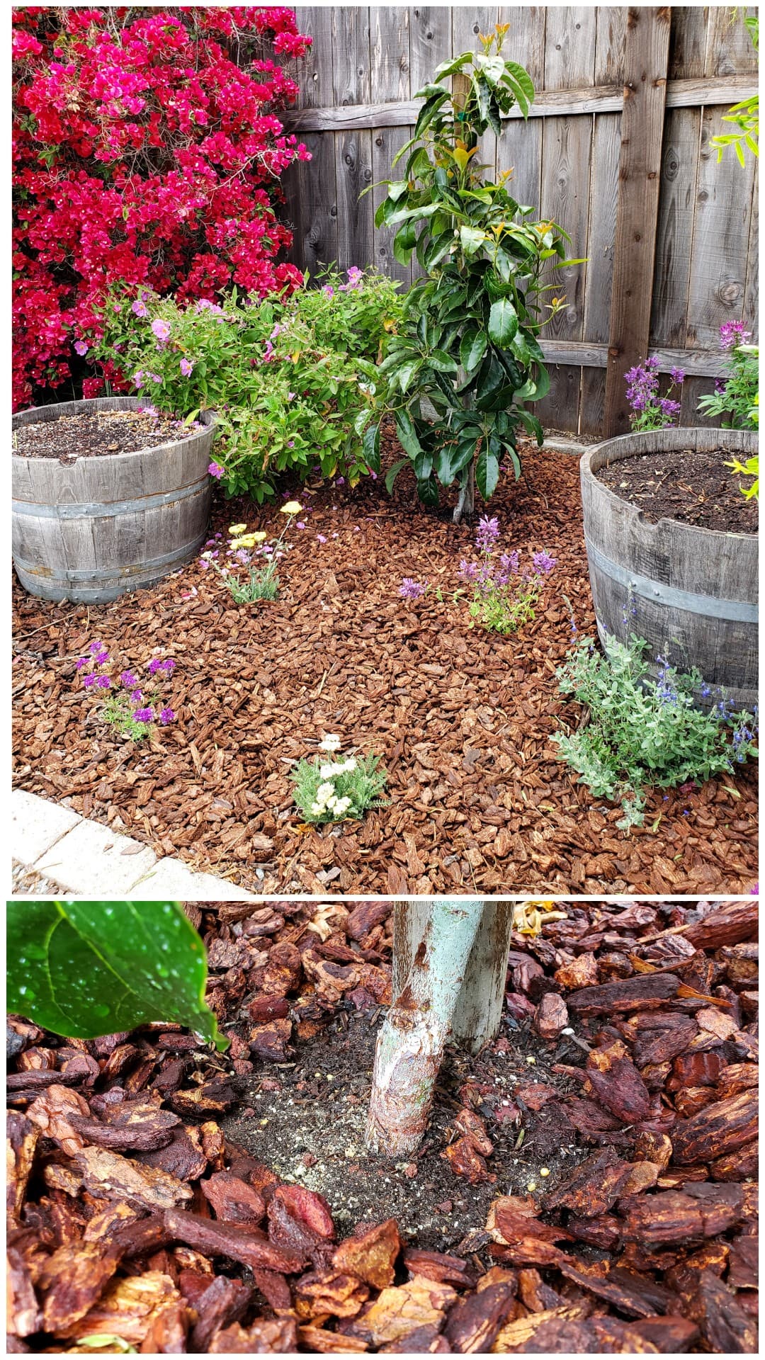 A two way image collage, the first is of a newly planted Fuerte avocado, it has been mulched with redwood bark and various perennials are planted around the vicinity. The second image shows a closeup of the the trunk of the tree at the soil line, showing that there is no mulch touching the tree which can cause rot and disease. 