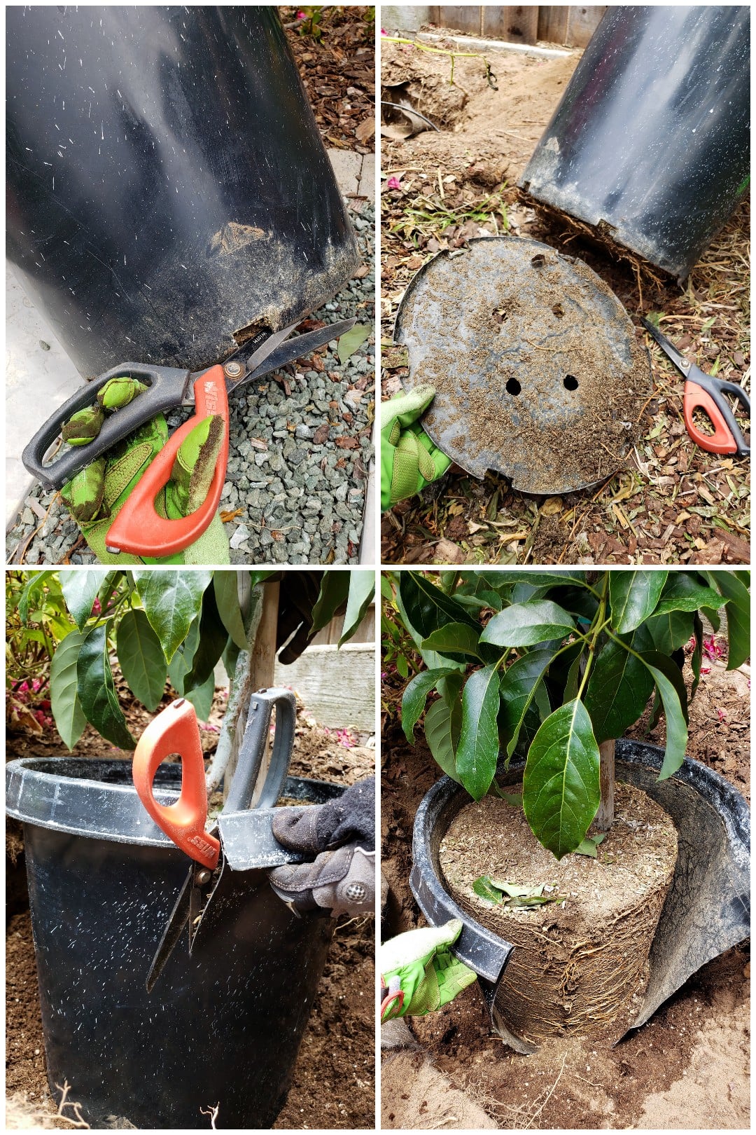 A four way image collage of how to easily remove a nursery pot from a large, root bound tree. The first image shows a pair of scissors starting to cut along the bottom side of the nursery pot. The second image shows the bottom of the nursery pot cut out, the circular plastic piece is covered in dirt and a few roots. The third image shows the scissors now cutting down the side of the pot starting from the top and working towards the bottom. The fourth image shows the pot and tree sitting in its planting hole with the side cut all the way through and somewhat falling away from the exposed root ball. From here it is easy to peel it away and pull if from the root ball. 