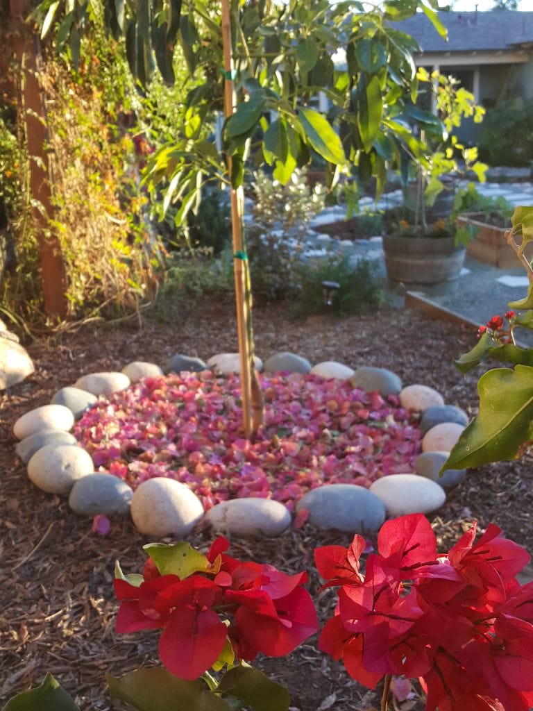 The bottom third of a newly planted avocado tree is shown, the tree has been mulched with bougainvillea flowers and leaves. There is a river rock ring around the tree for decorative purposes. The background has various trees and plants that aren't distinguishable.  