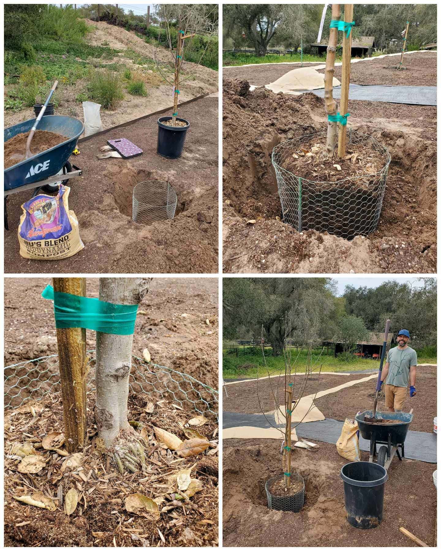A four way image collage, the first image shows a large hole dug in the ground with a 15 gallon gopher cage sitting in the hole, a bag of compost off to the side next to a wheelbarrow full of native soil, beyond the hole there is an apple tree in a 15 gallon nursery pot. The second image shows the tree and its root ball sitting inside the gopher cage. The third image shows a close up of the bottom of the tree trunk, the fourth image shows Aaron standing beyond the wheel barrow, the tree and the hole have been partially filled with compost and soil. 