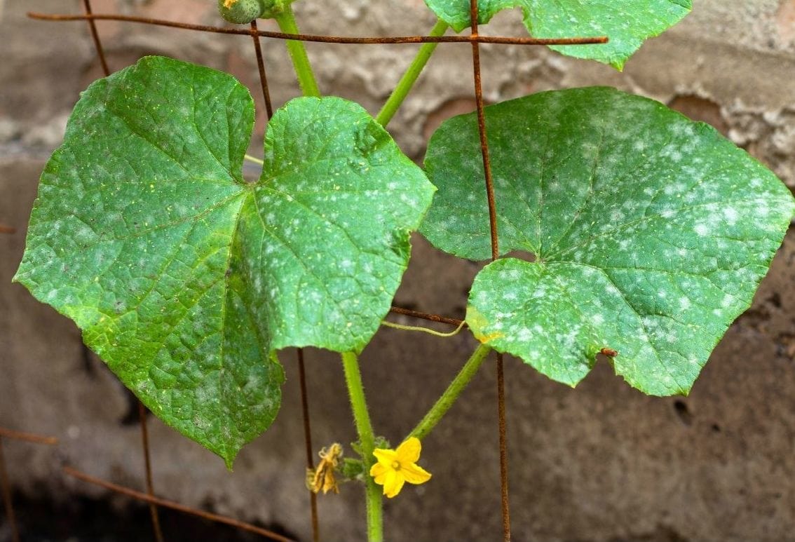 A small cucumber seedling is showing small splotches of powdery mildew on its leaves. Two small yellow flowers are emanating from the main stem below the leaves. Powdery mildew favors plants in the cucurbit family.