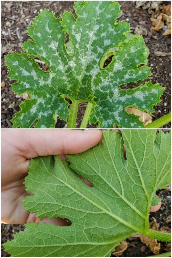 A two part image collage, the first image shows the top leaf of a PM resistant variety of squash. There are natural gray variegation on the leaves that are fairly symmetrical across the whole leaf. The second image shows DeannaCat turning the leaf over so you can see the underside which looks green and healthy where as plants inflicted with PM will usually have spots on the undersides of their leaves as well. 