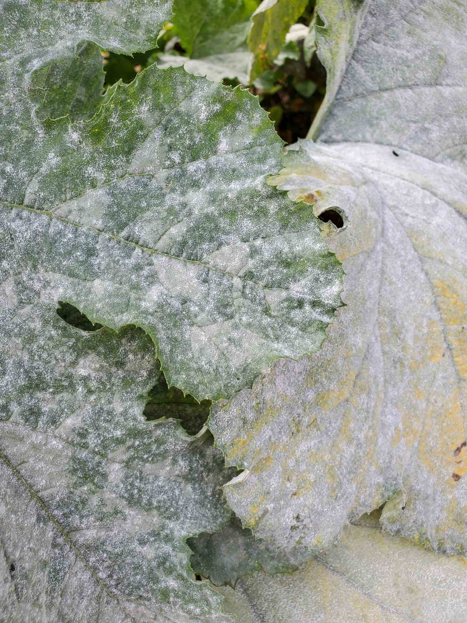 A close up image of a squash plant with a heavy infestation of powdery mildew. The leaves are caked with a  whitish silver coating that resemble spray paint.