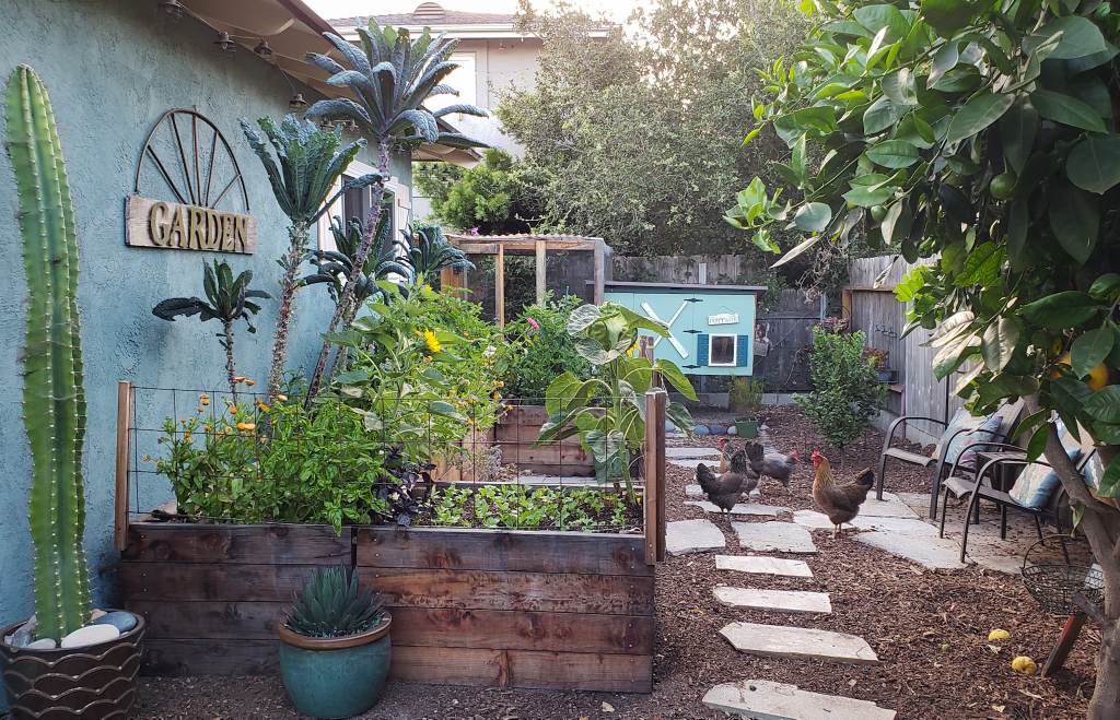 Two foot tall redwood raised garden beds, close to the outside wall of a blue house. The garden is facing south, so it gets good radiant heat from the house. The backyard chickens are roaming nearby. A small fence around the garden beds keeps them out. The blue and green chicken coop is in the background.