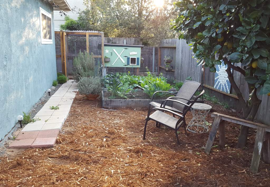 Two small raised garden beds, low to the ground, in front of a chicken coop. 
