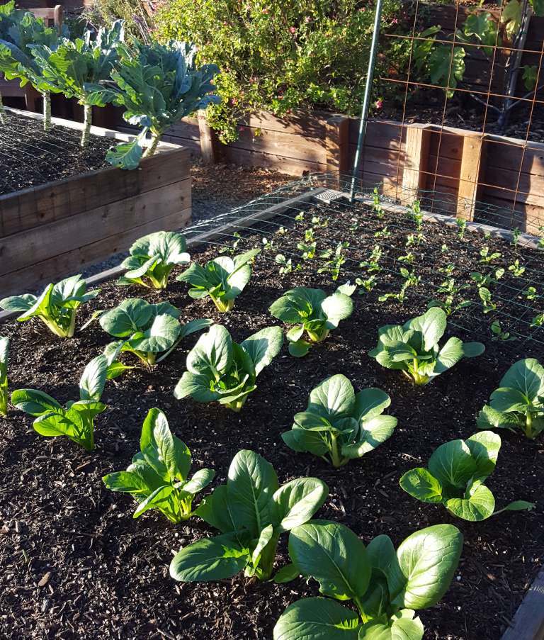 A garden bed full of small plants at varying ages. The larger plants, boo choy and mustard greens, are big enough to no longer need protective netting. The smaller seedlings and sprouts are covered by netting to keep the birds away.