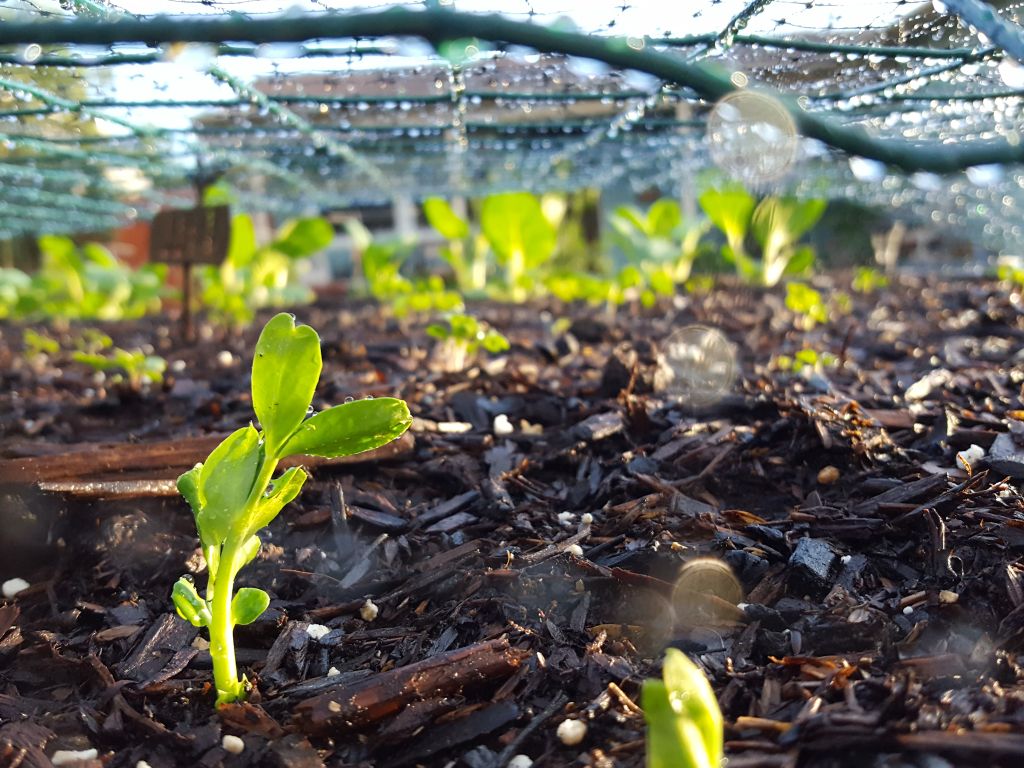 A close up of tender pea shoots sprouting in a garden bed, covered by green wire fencing and black mesh bird netting, to protect the seedlings from pests and damage.