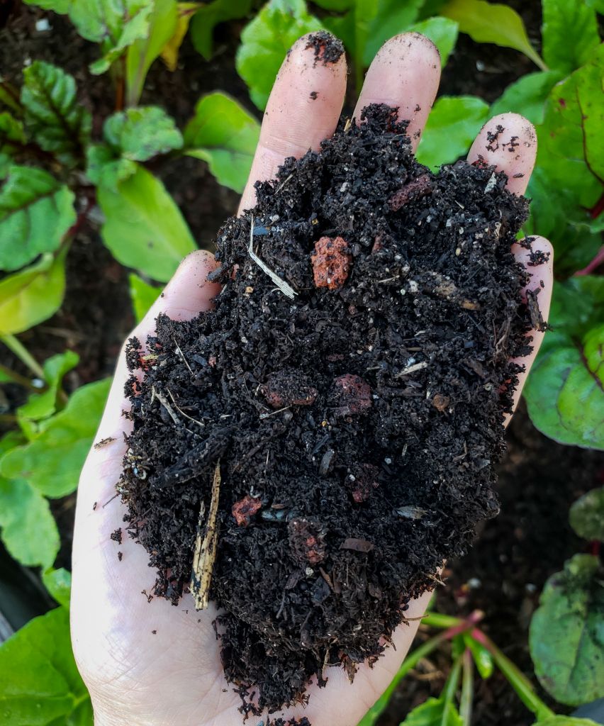 A handful of rich, dark damp and healthy looking soil and compost, poised over a garden bed with greens in the background. 