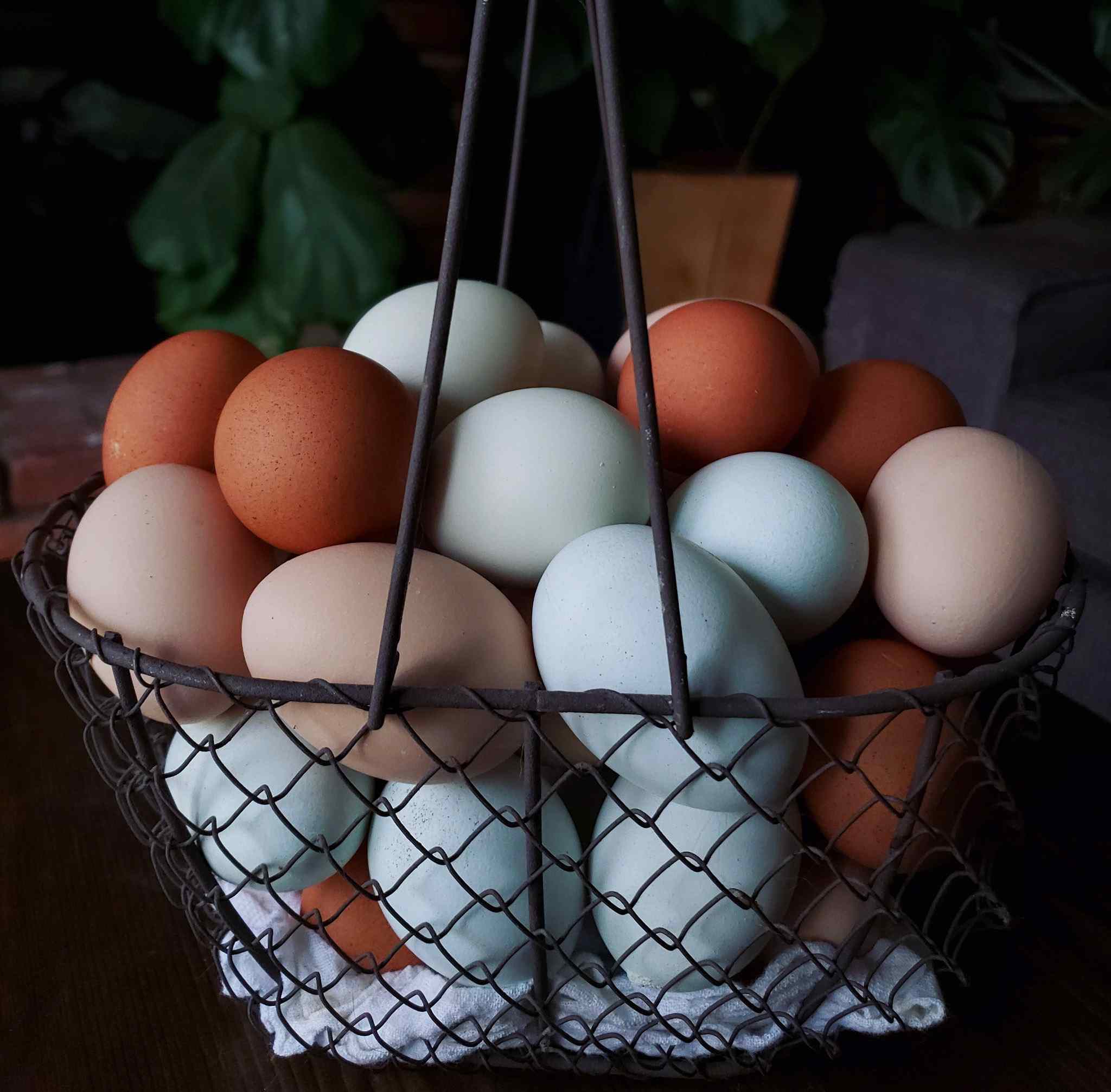 A wire basket is full of an assortment of fresh eggs. They range in color from light brown, to blue, to light green, to dark brown. 