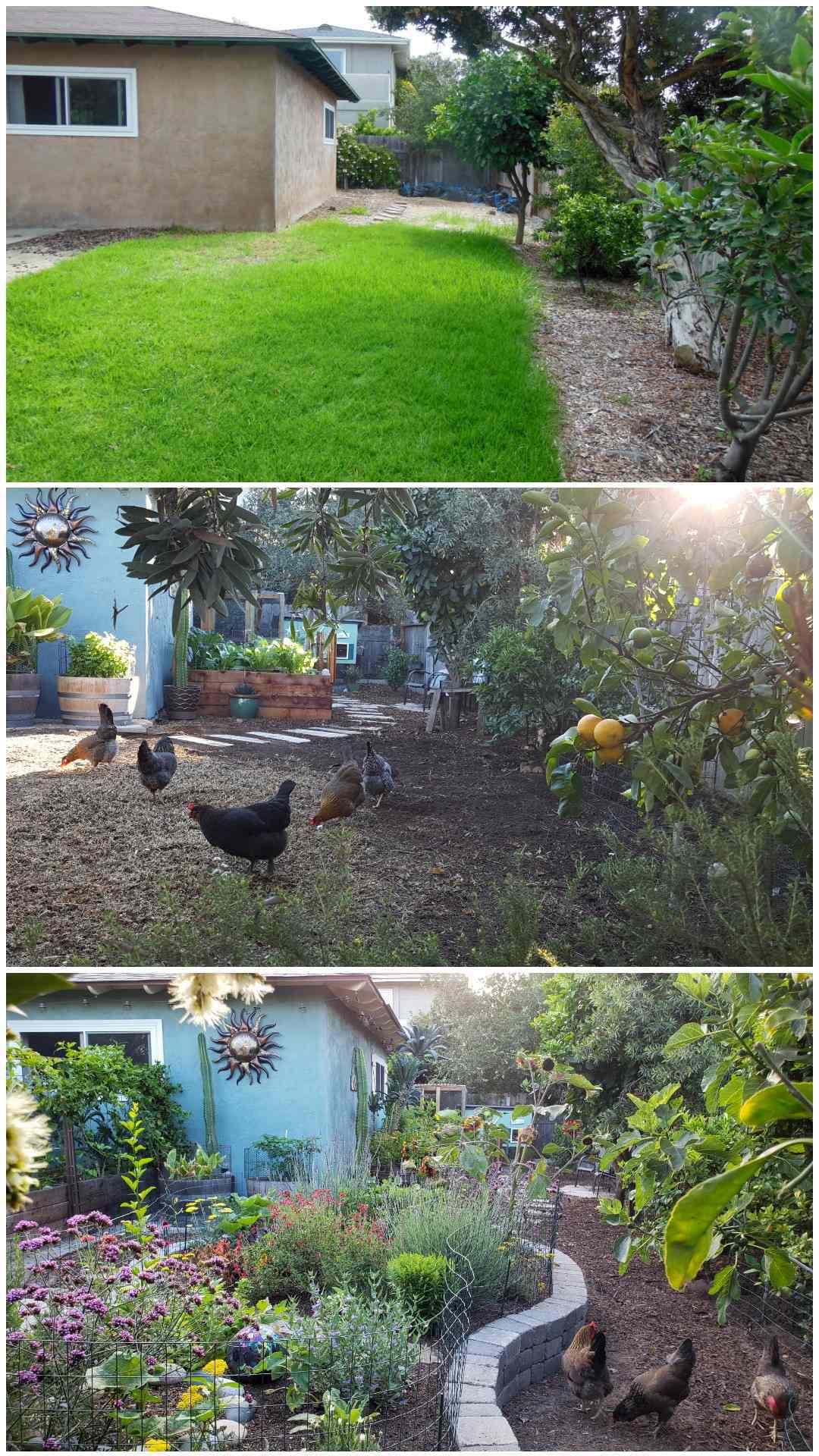 Three part image collage of the backyard facing the coop garden. The first image shows the yard shortly after purchasing the home, there is a lot of grass and dirt and a few trees along the perimeter of the yard. The second image shows the same part of the yard after the chicken coop and coop garden had been built. there are five chickens picking around the dying grass in the foreground. In the distance the coop garden beds are visible as well as the chicken coop itself. The third image shows the same as before, yet the grass has been removed and a large stone lined island has been constructed. In the middle of the stone island there are many perennial and annual flowers growing while the chickens are outside of the area picking around at the ground. Some of the patio garden is visible as there is a vine growing along the trellis on the backside of the garden beds. 