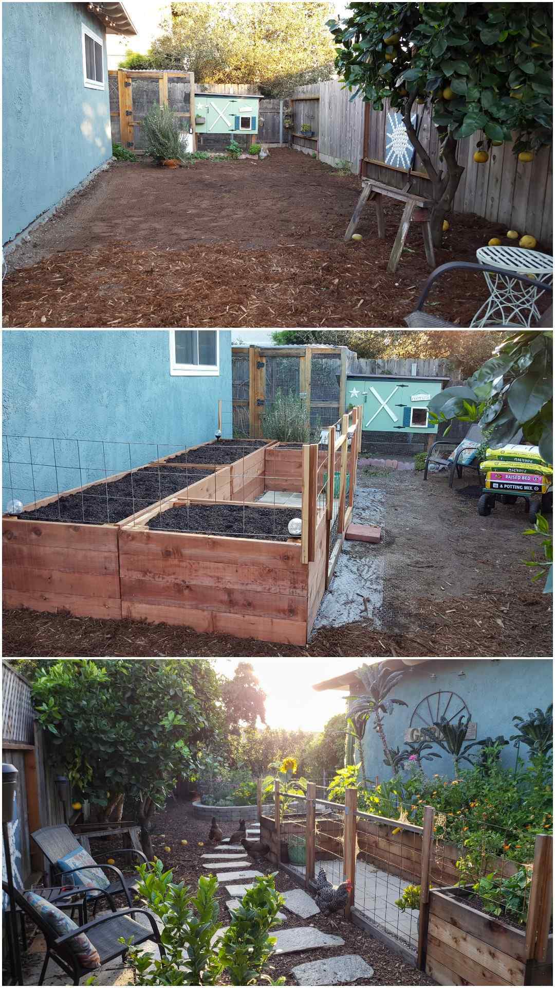 A three part image collage of the coop garden area during its second renovation. The first image shows coop garden after the original garden beds have been removed, a large swathe of area has been leveled and raked clear of debris. The second image shows the garden after the new garden beds have been constructed and installed. They four beds were positioned in a U-shape next to the side of the house, there are trellises on the beds and a small fence and gate on the front side of the beds to keep the chickens out. The beds are full of soil and ready for plants. The third image shows the same coop garden from the opposite direction, the beds are overflowing with flowers and kale, the sun is shining through the trees and there are four chickens pecking around the outside of the garden area.