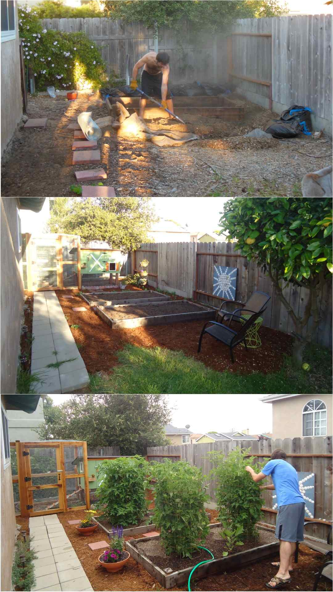 A three part image collage of the process of starting the original coop garden. The first image shows Aaron digging out a place for the garden beds in the ground. There is not coop or chickens yet. The second image shows the coop garden after the chicken coop and run have been built. The garden beds are shown full of soil but devoid of plants. There are two adirondack chairs nearby for relaxing and enjoying the space. The third image shows the same space after tomatoes have been planted out and have grown for multiple months. Aaron is inspecting one of the tomato plants which is almost as tall as him. 