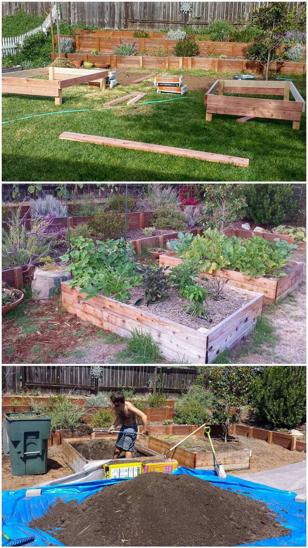 A three part image collage, the first image shows raised garden beds halfway through construction, there are two similar sized patches of dirt where the grass has been removed as a place for the garden beds. The second image shows the garden beds after four of six months of use and there are weeds growing up and around the garden beds amongst the vegetables, the third image shows Aaron removing the soil from the beds because they are infested with weeds and the space needs to be redone to do it correctly. This was a lesson learned through trial and error. 