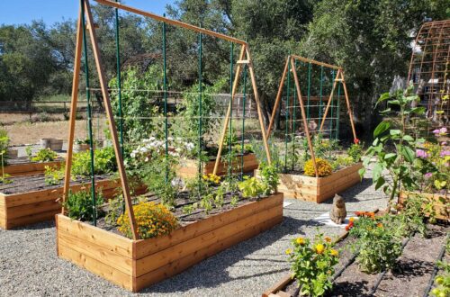 Wood raised garden beds with wood A-frame trellises and stakes, with tomato plants growing up them