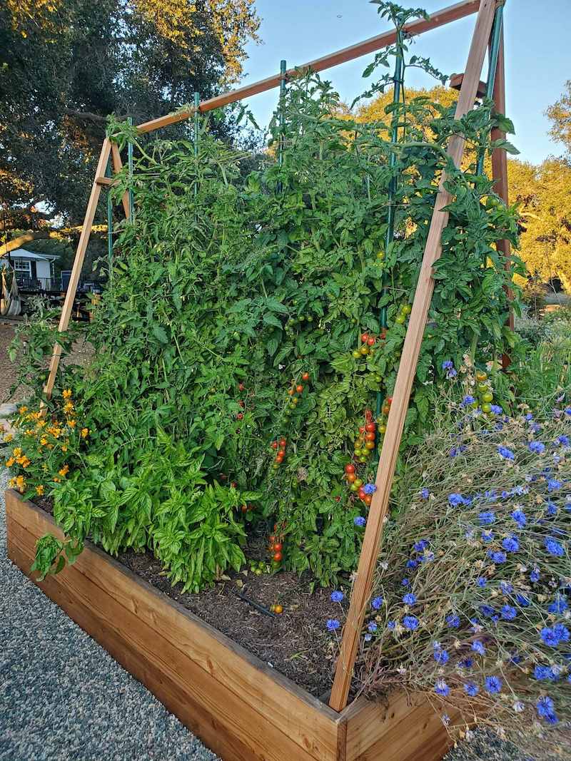 A wooden A-frame tomato support structure sits atop a raised garden bed. Tomato plants are attached to green stakes that are spaced evenly across the bed, attaching to the top of the frame structure. Basil, marigolds, and bachelor buttons make up the rest of the bed. 