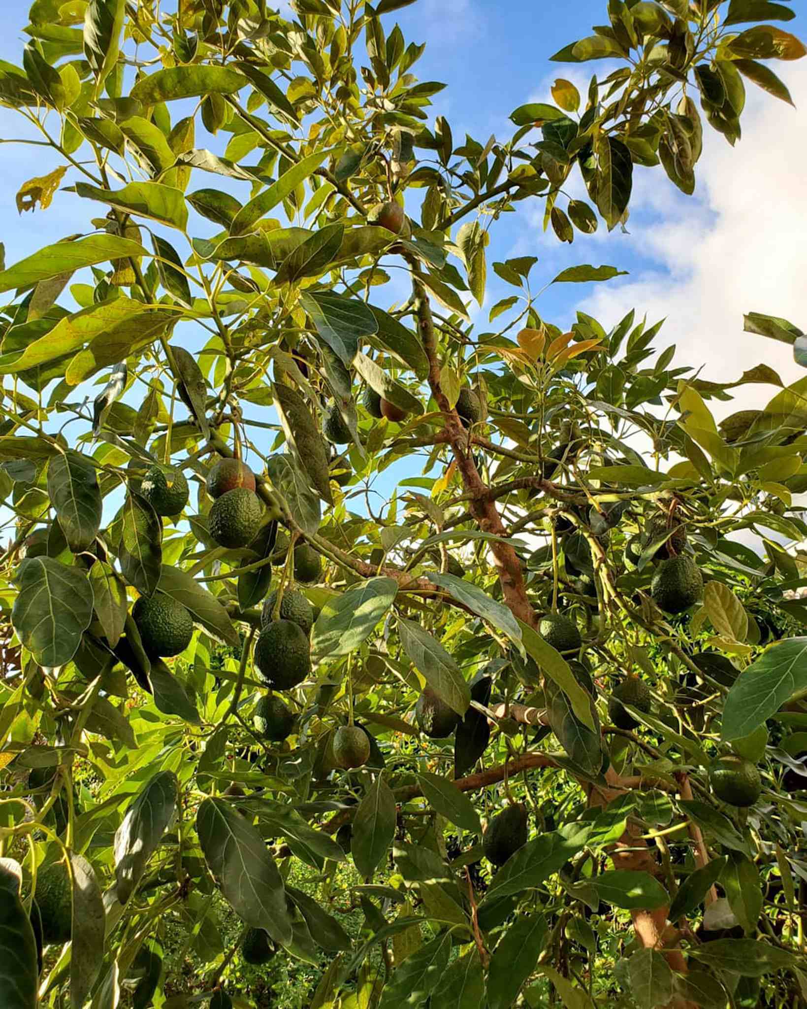 The understory of an avocado tree is shown, there are avocados hanging amongst the branches, littering the tree with fruit. When you grow avocados there is usually an abundance of fruit.