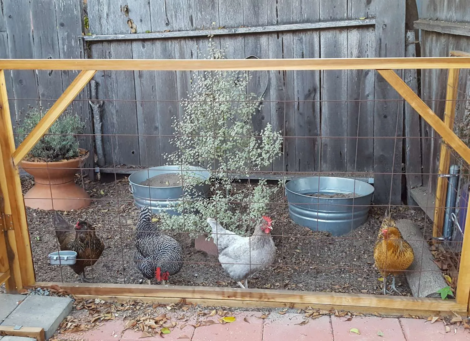 Four chickens are lined up along a wire fence that is framed with wooden 2x2's, two large metal tubs sit just beyond along an old fence line that are used as chicken dust baths. 