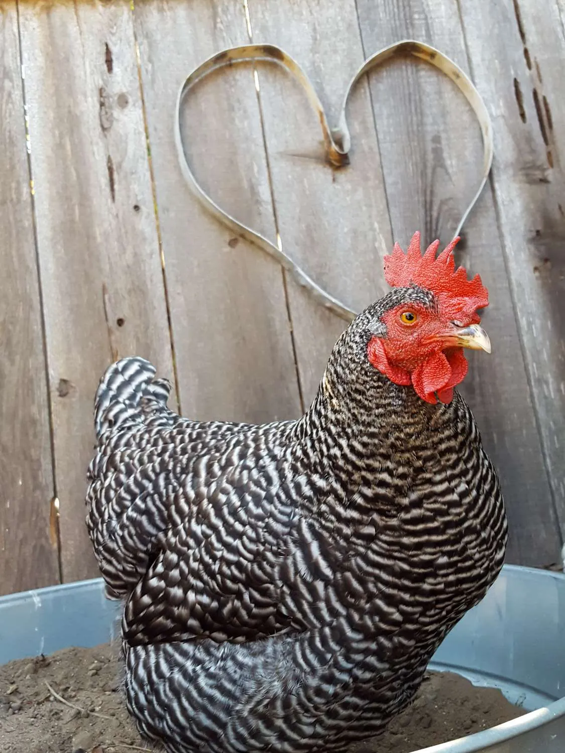 A Barred rock chicken is standing in a metal tub full of dirt which acts as a chicken dust bath. Just beyond is an old fence, a metal hoop has been formed into the shape of a heart which is hanging on the fence. 