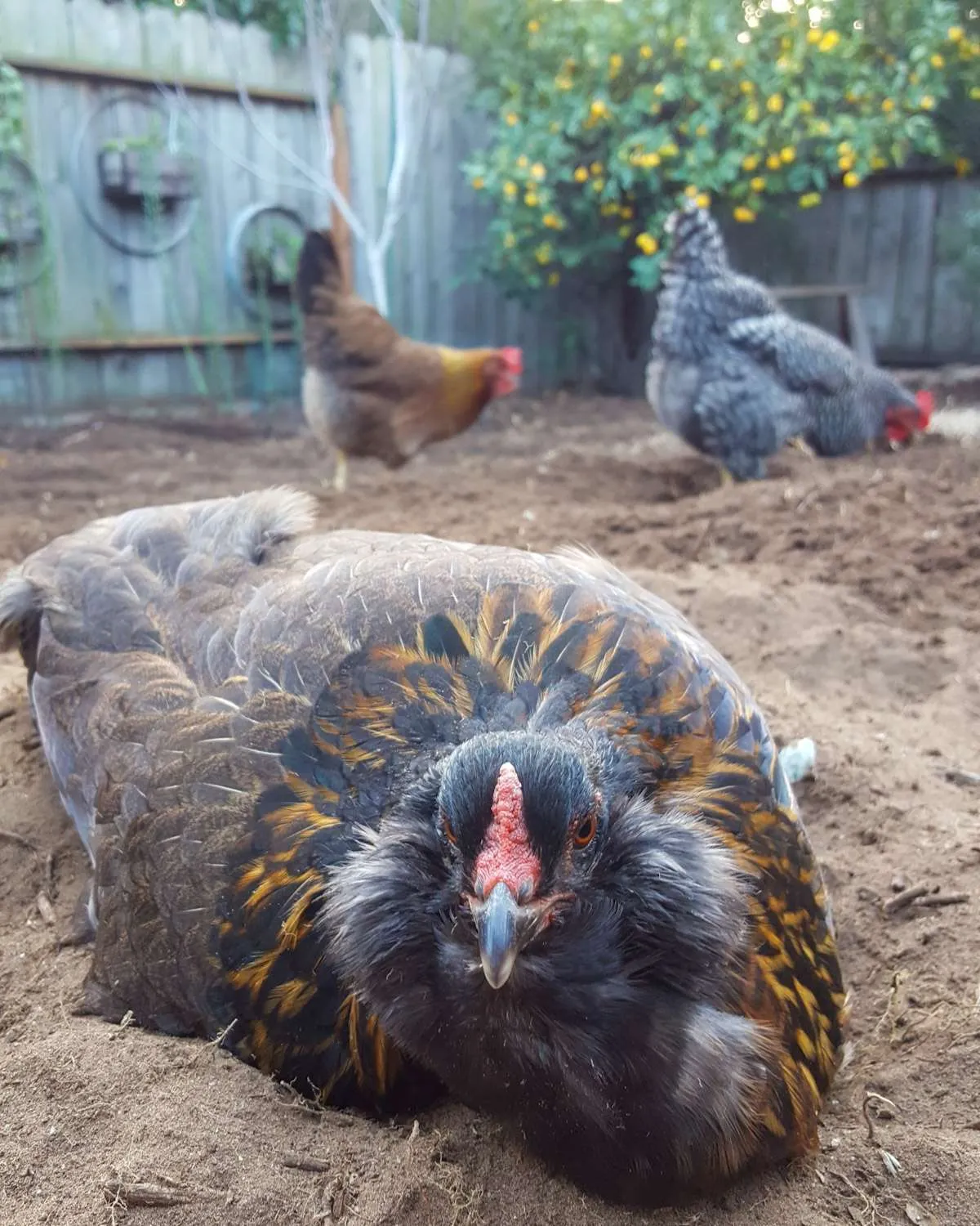 A close up image of an Easter egger chicken who is brown in color with a fluffy beard and cheeks. She is laying in dirt while two chickens in the background are pecking around, beyond that is a lemon tree full of bright yellow fruit. 