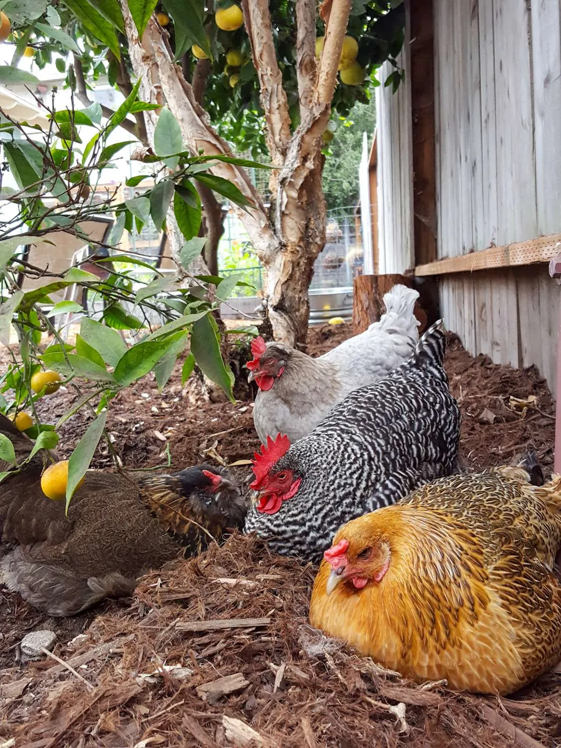 Four chickens are laying under the protection of a lemon tree, they are laying amongst gorilla hair mulch. 
