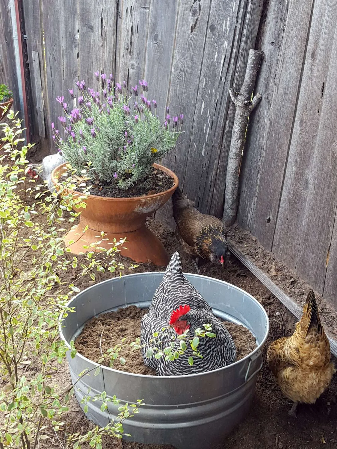 A Barred rock chicken which is black and white in color with a large red comb is sitting inside a metal tub full of dirt which is acting as a chicken dust bath. Two other chickens pick around the outside area along an old fence. 