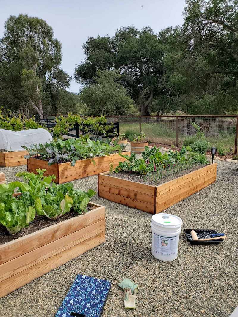 5 wood raised garden beds, full of plants and with gravel around them. In front of the beds sits a 5 gallon bucket of nontoxic wood sealer and a paint roller. Three of the beds are sealed and appear darker in color with the knots in the wood showing through more, where the two unsealed beds are lighter tan. 