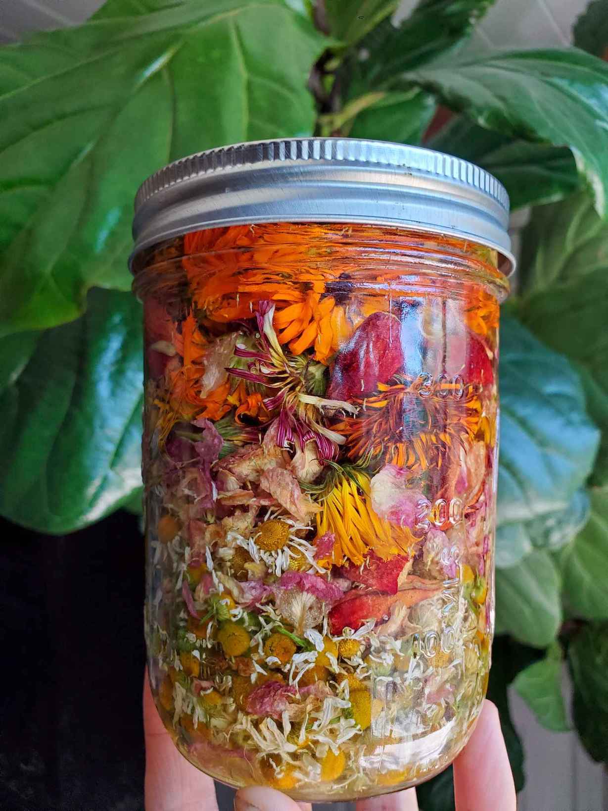 An herbal oil infusion inside a pint sized mason jar contains chamomile flowers, calendula flowers, and rose petals.