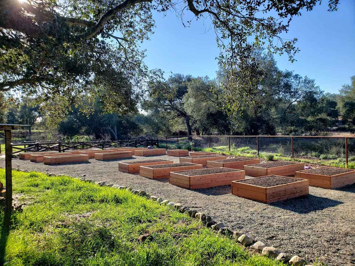A large gravel garden area that is lined with large rocks on the border with many wood raised garden beds evenly spaced throughout the area. There are oak trees in the foreground and background as well. The beds are full of soil but have yet to have anything planted inside. 