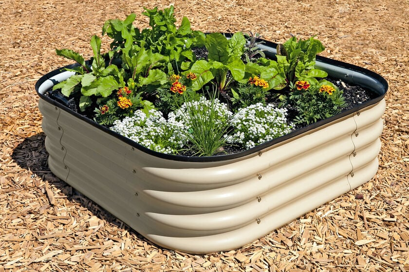 A corrugated galvanized metal raised garden bed is in the shape of a rounded corner square. it is planted out with flowers and beets. Corrugated metal is a good material for raised garden beds that is safe and long lasting. 