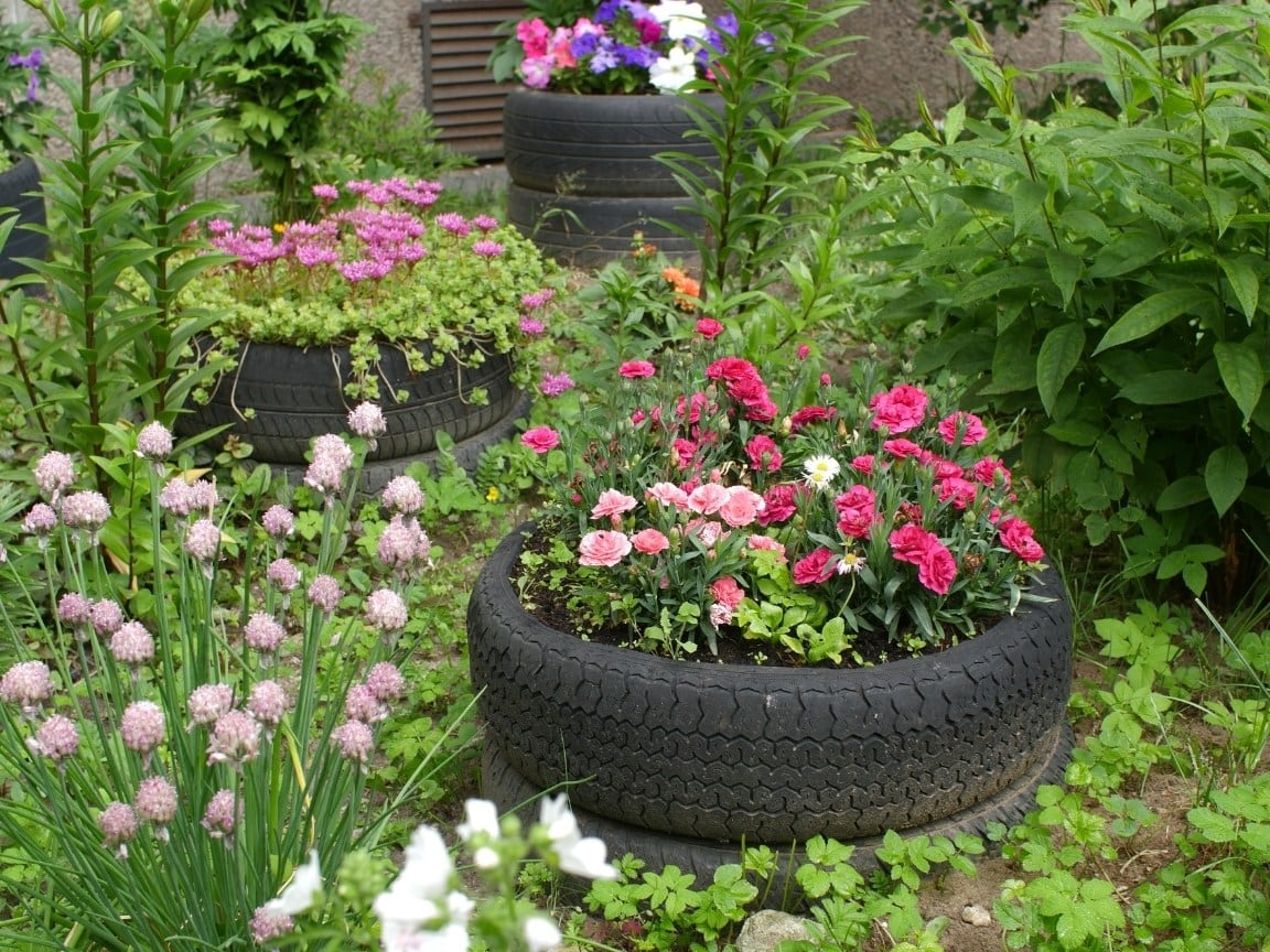 Three used tires are being used as planters for annual flowers amongst a sea of green and flowering plants. Be sure to avoid using unsafe materials for raised garden beds if you are going to be growing your own food. 