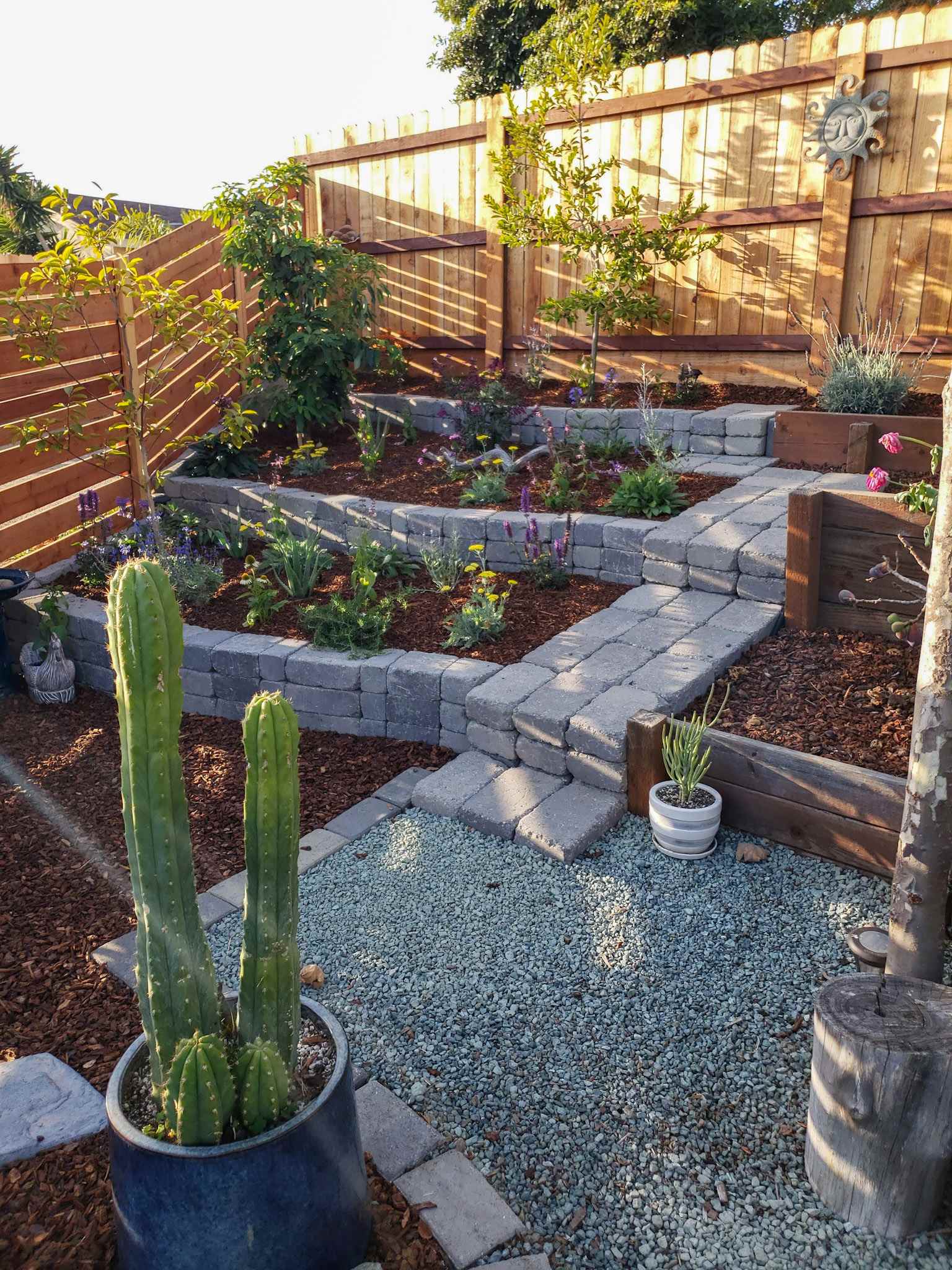 A stone terraced corner of a yard that is three tiers tall with various perennial plants and fruit tree planted in each tier. The backdrop is a fence along the back and side of the terrace. A large cactus in a ceramic pot takes up a portion of the foreground. There are pavers made into a landing/steps that lead up to the different levels of the terrace. The sun is shining in casting rays onto the fence in the background. 