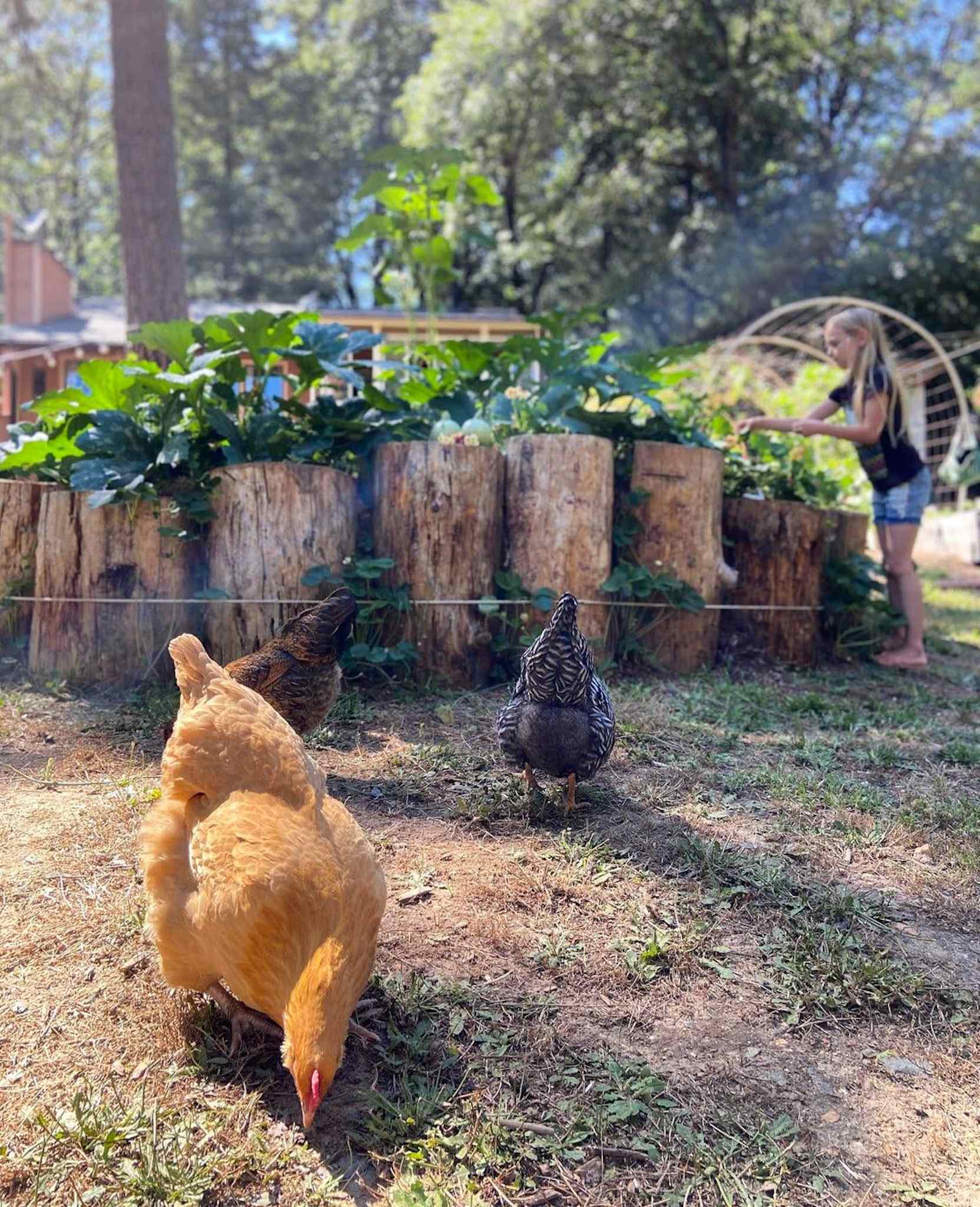 Three chickens are in the foreground with a raised garden constructed with taller rounds of logs. Tall squash plants are poking up out of the top of the raised bed.  