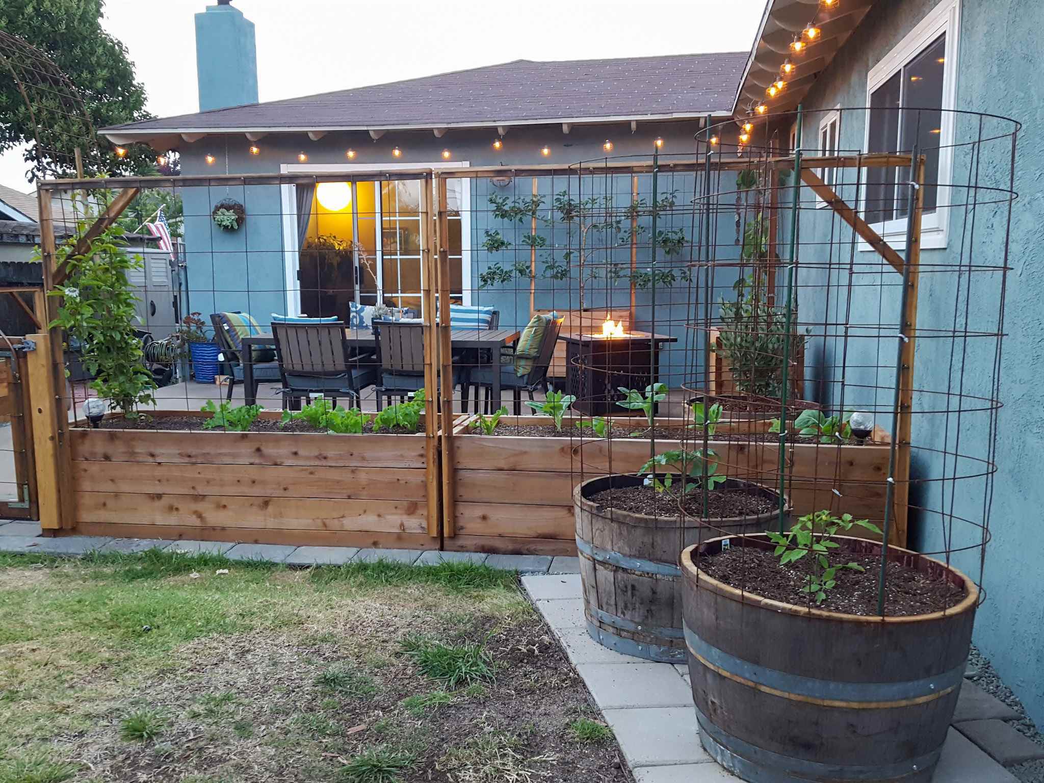 A backyard image looking toward the house and patio. There are two wine barrels that have a tomato seedling in each one, beyond that lies raised garden beds that create a fence to the concrete patio. Materials for raised garden beds can vary, depending on your location. 