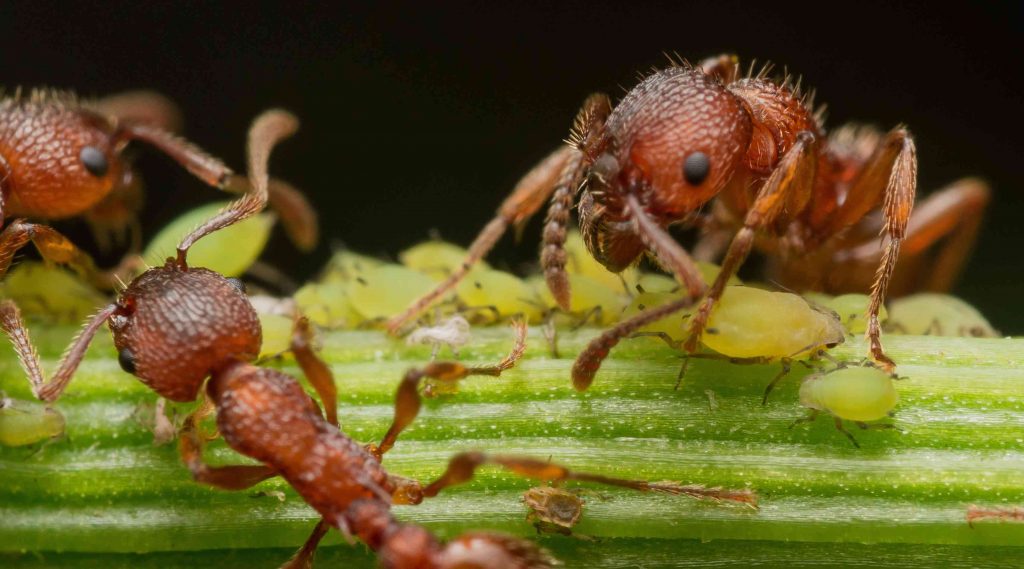 A close up image of three ants sitting on top of aphids on a plant limb. They are milking the aphids of "honeydew".