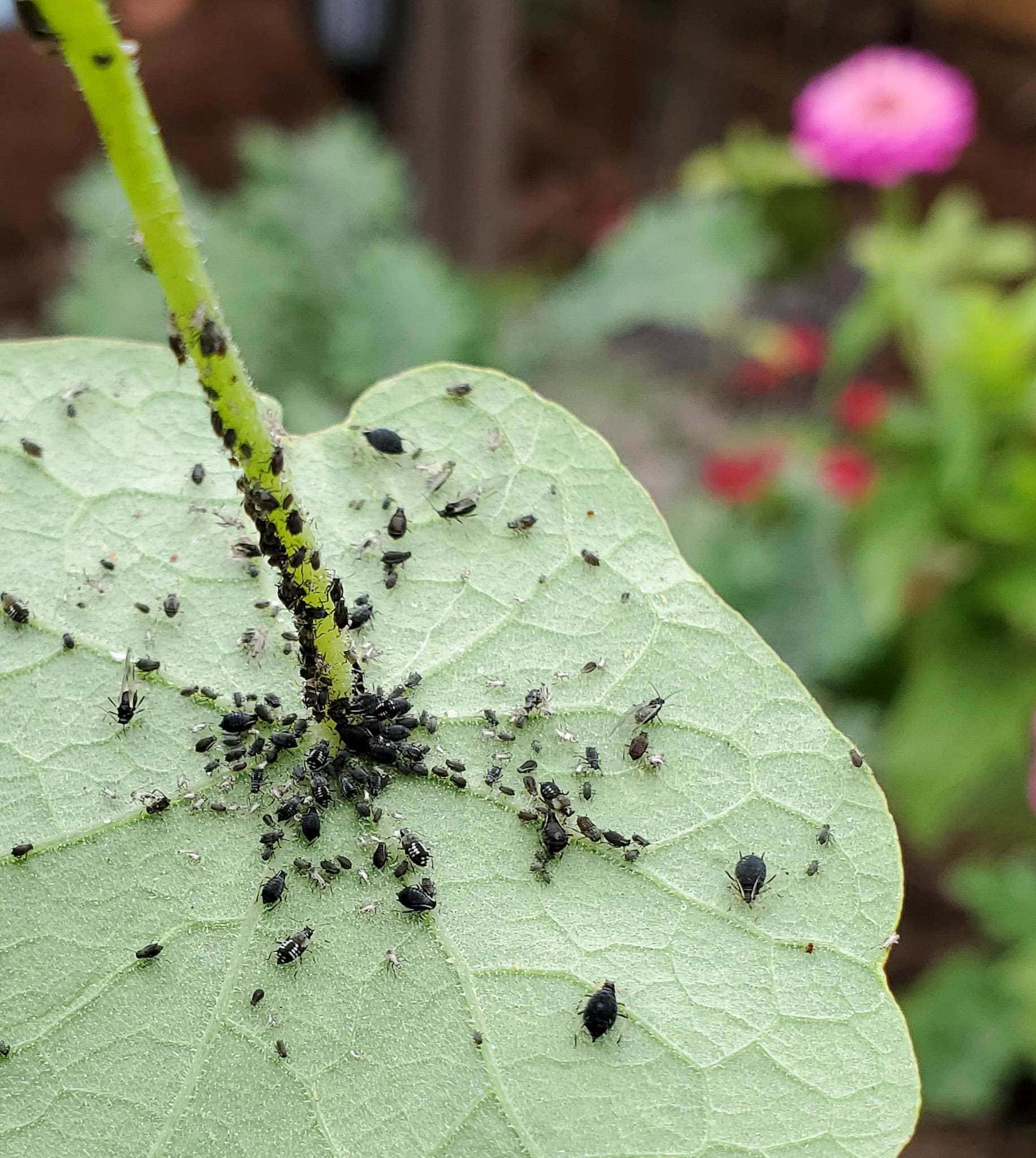 The underside of a nasturtium leaf is shown, it is partially covered with many black aphids of varying sizes. Some of the larger aphids have wings, planting trap plants such as nasturtium is a great way to get rid of aphids. 