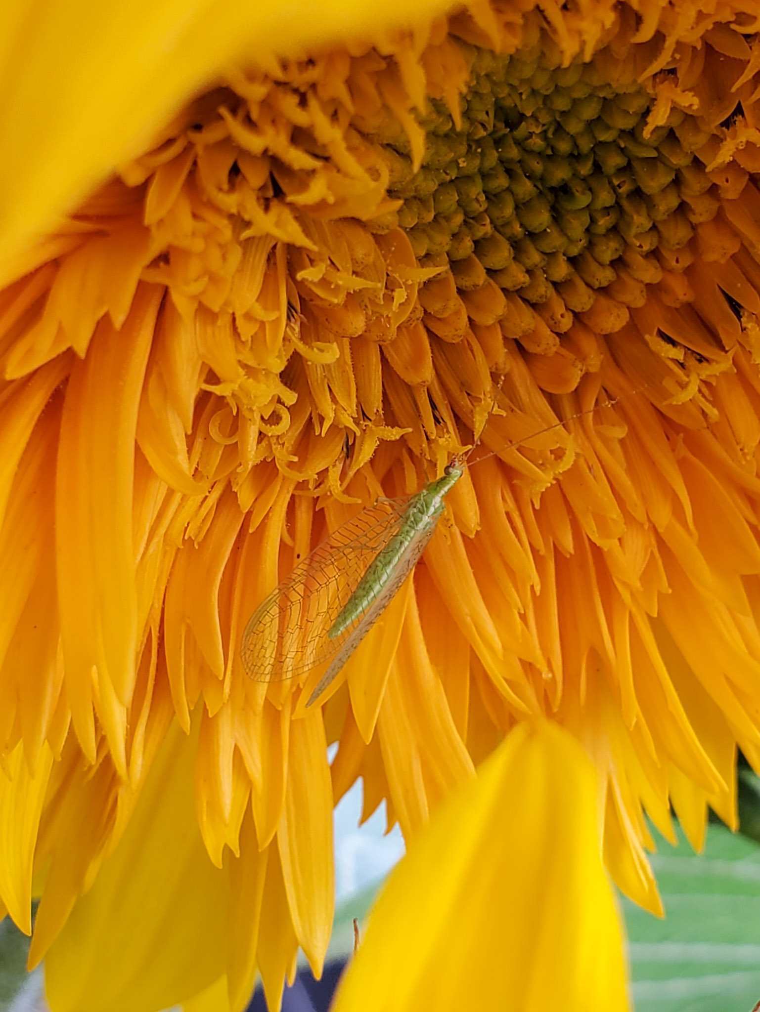 A close up image of a green lacewing resting on the face of a bright orange and yellow sunflower head. The pollen from the flower petals is visible amongst the beneficial insect. 